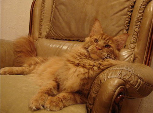 maine coon.jpg