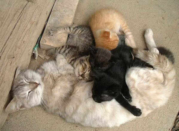 1735_061127_cats.jpg