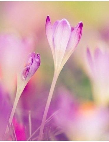 getImage (24).jpg