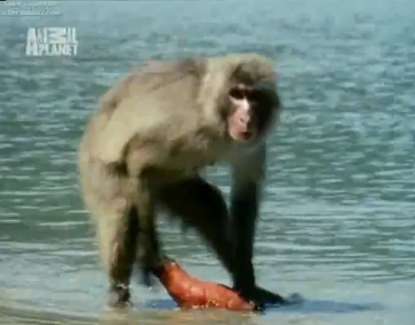 SeaMonkey.png